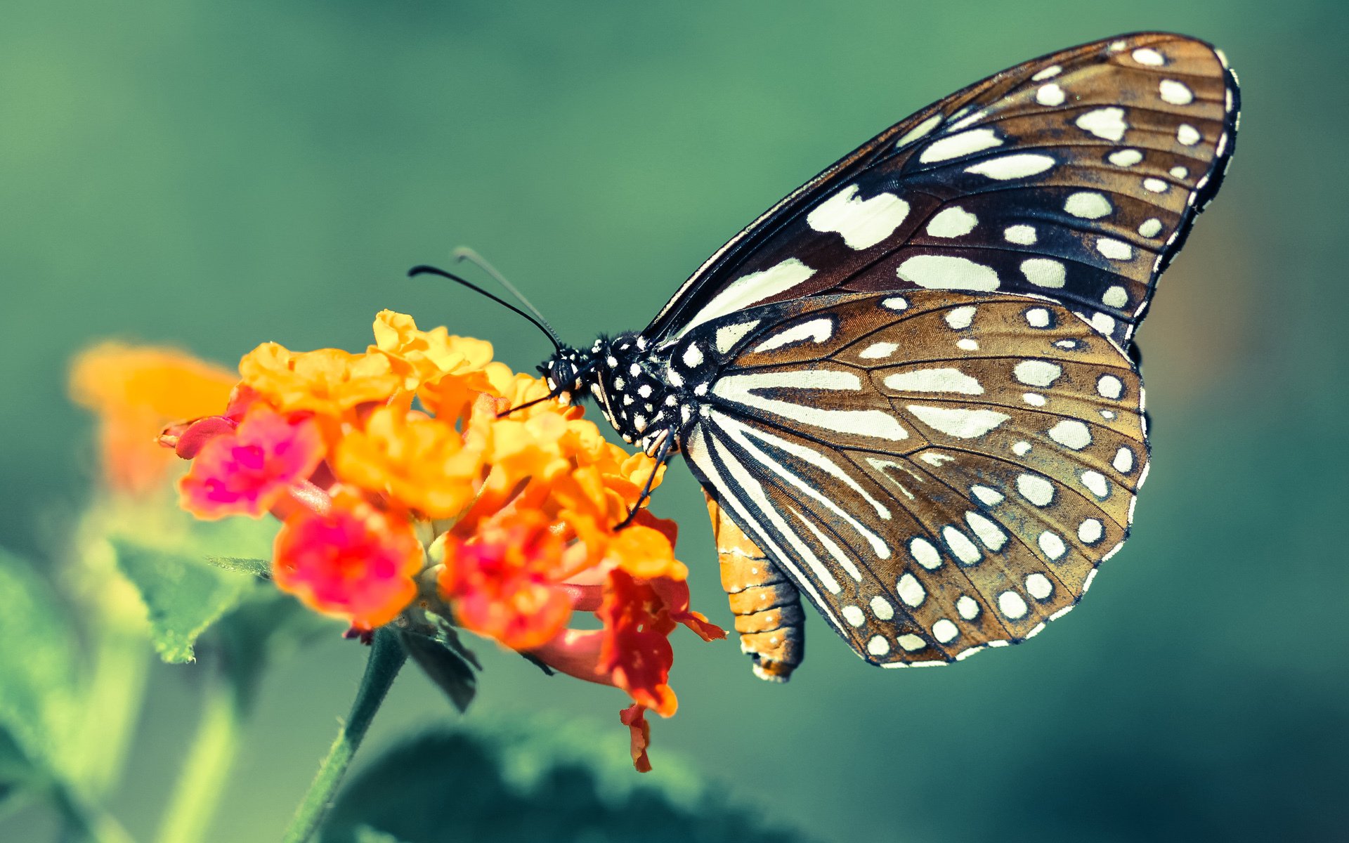 埃及法老踏平蓝桥，阿劳霍关键一击定乾坤—战术解析与历史性胜利